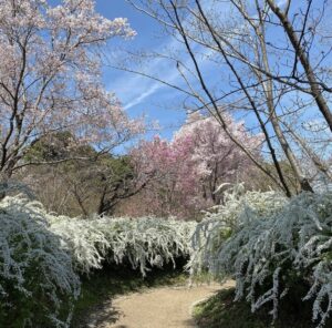 京都　植物園